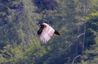 Wally im Flug | © Markus Leitner