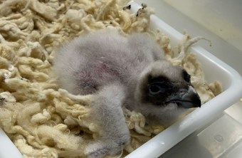 Bartgeier-Küken aus der spanischen Zuchtstation Guadalentin, das vielleicht dieses Jahr ausgewildert wird | © Toni Wegscheider