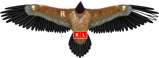 Bleichmuster und Ringe von Bartgeier Sisi, beide Ringe sind rot. Die gebleichten Federn sind bei Sisi in den äußeren rechten Handschwingen. | © IBM