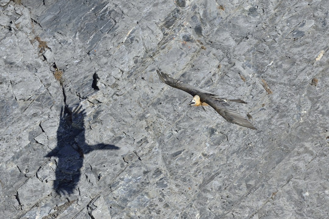 Bartgeier wirft Schatten | © Hansruedi Weyrich