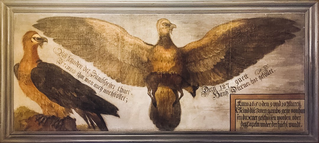 Bartgeiergemaelde in Gaststätte St. Bartholomä am Königssee