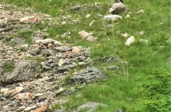 Bartgeier Gämsen Begegnung im Nationalpark Berchtesgaden|© D. Schuhwerk