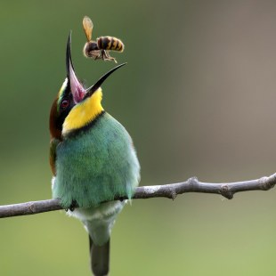 Bienenfresser mit Biene | © Rainer Schaaf