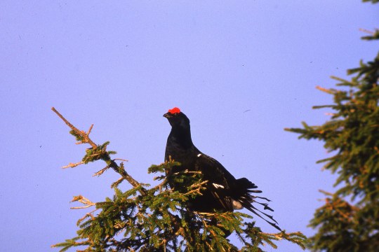 Birkhuhn sitzt in einem Baumwipfel | © Hans-Joachim Fünfstück