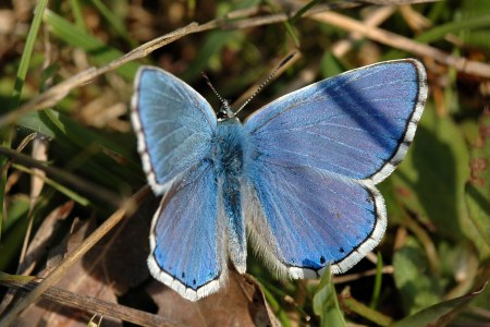 Bläuling | © Willi Kroll