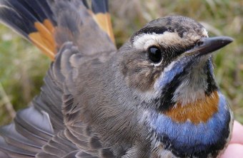 Potentieller Wirt für den Kuckuck: das Blaukehlchen | © LBV