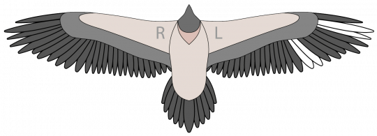 Bleichmuster von Recka