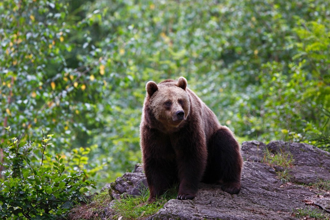 Ein ausgewachsener Braunbär sitzt auf einem Felsen in einem grünen Laubwald | © Marcus Bosch