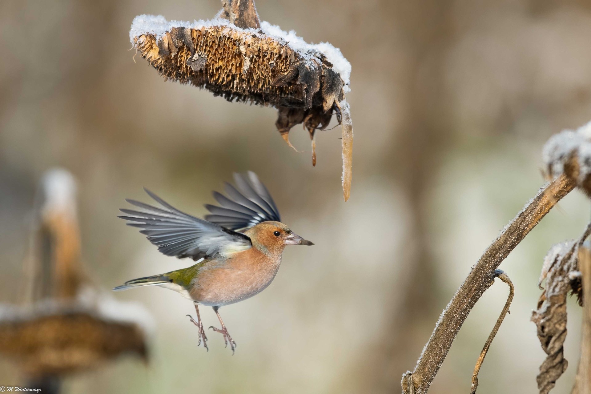Buchfink | © Michael Wintermayr