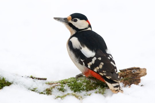 Ein Buntspecht sitzt auf einem abestorbenen Ast im Schnee | © Frank Derer