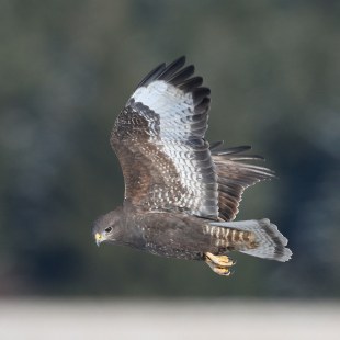 Mäusebussard im Flug, seitlich aufgenommen | © Zdenek Tunka