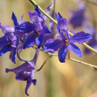 Consolida regalis - Ackerrittersporn | © Petra Altrichter