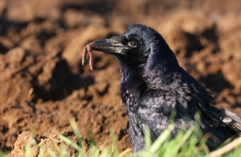 Saatkrähe sitzt auf einem Acker und hat einen Wurm im Schnabel | © Zdenek Tunka