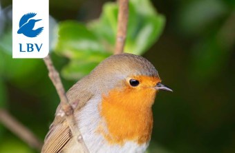 Cover LBV-Jahresbericht 2021