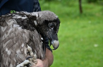 Bartgeier Dagmar | © Hansruedi Weyrich