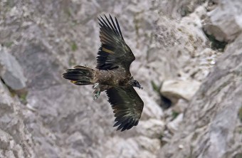 Dagmar ist im Flug von unten zu sehen, sie lässt ihre Krallen hängen. | © Markus Leitner
