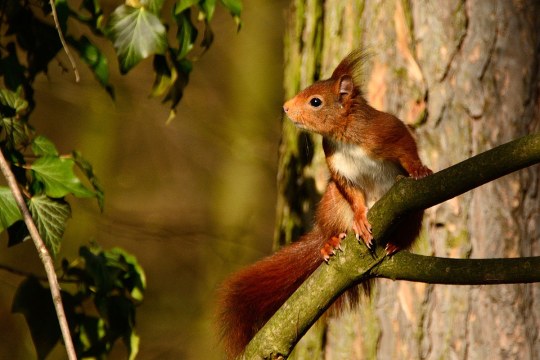 Eichhörnchen auf einem Ast | © A. Schäfer