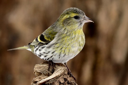 Erlenzeisig Weibchen | © Frank Derer