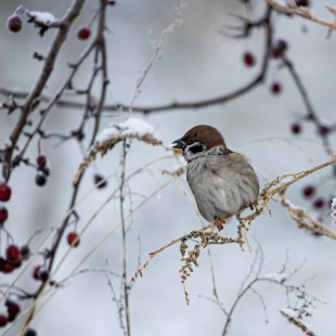 Feldsperling | © D.Itzek