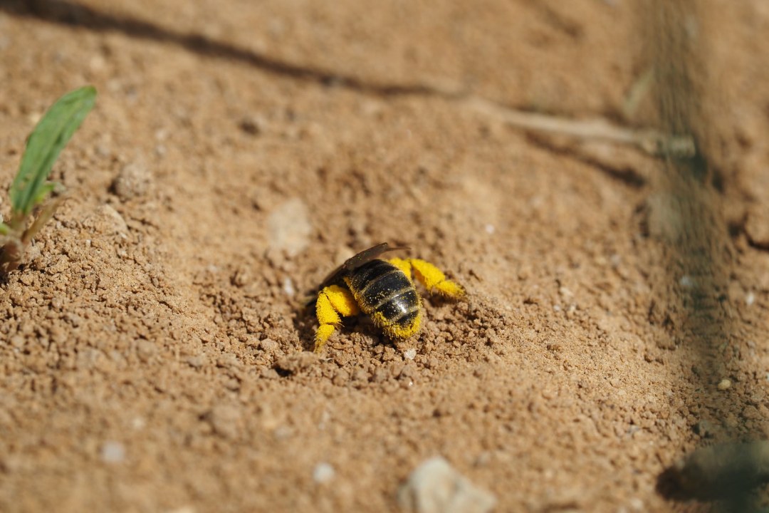 Eine gelb-schwarze Schmalbiene gräbt im Sand | © Tarja Richter