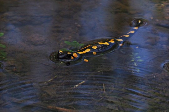 Feuersalamander im Bach | © Ruth Reheuser
