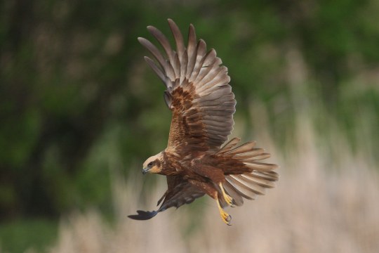 Rohrweihe im Flug mit ausgebreiteten Flügeln | © Zdenek Tunka