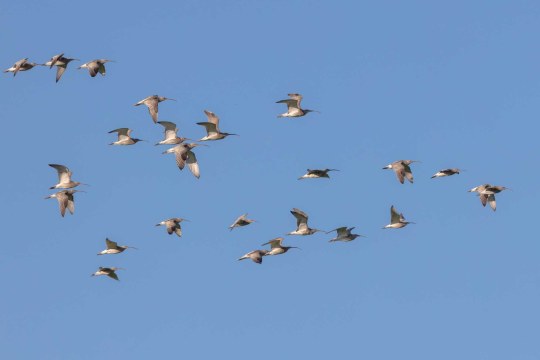 Mehrere Brachvögel im Flug am Himmel | © Andreas Hartl