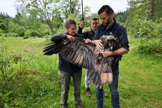 Flügelmarkierung von Dagmar | © Hansruedi Weyrich