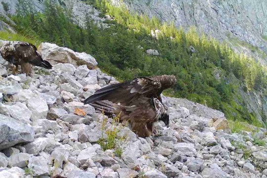 Derzeit sind sie noch auf den ersten Futterplatz angewiesen |  © Jochen Grab NPV