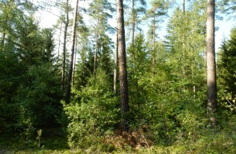 GP 10-20 Wald Teublitz - Christian Stierstorfer