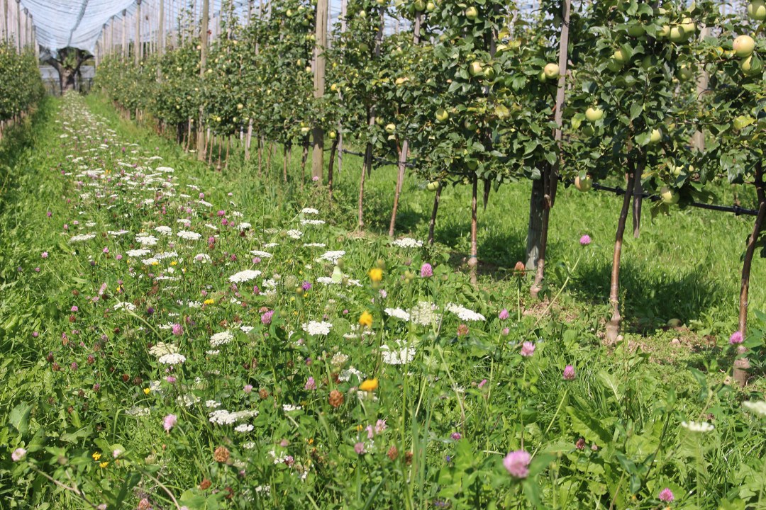 Blühstreifen in der Fahrgasse eine Apfelanlage | © Peter Blank