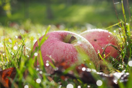 Streuobst | © Franziska Wenger