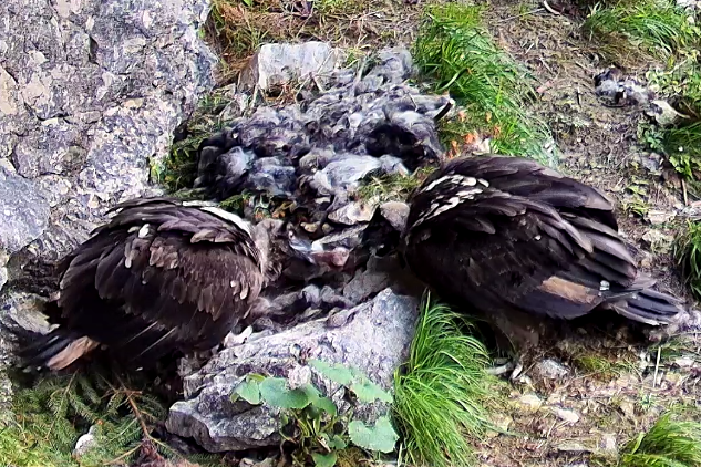 Generl und Luisa: Streit um Knochen  | © LBV, NPV