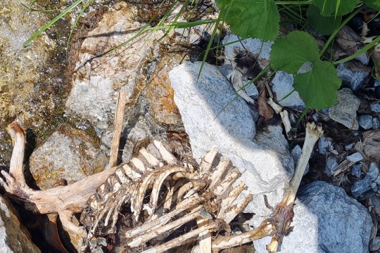 Gamsskelett  |© David Schuhwerk, LBV