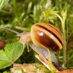 Garten-Schnirkelschnecke Cepaea hortensis | © Oliver Wittig