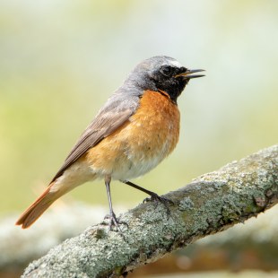 Gartenrotschwanz | © Stefanie Hintz