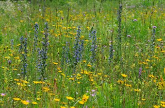Gewoehlicher_Natternkopf |© Dr. Eberhard Pfeuffer
