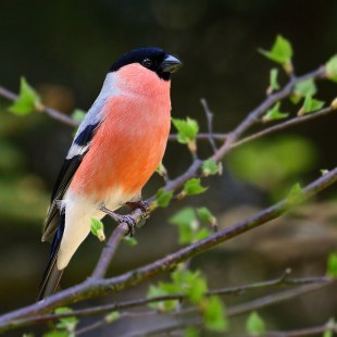 Gimpel-Männchen auf einem Ast mit grünen Knospen | © Carl-Peter Herbolzheimer