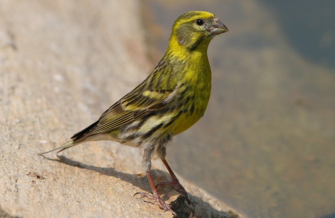 51+ Grün Gelbe Vögel Im Garten, Das haben alle drei vögel gemein,