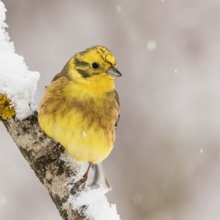 Goldammer auf einem schneebedeckten Ast | © Peter Stastnik