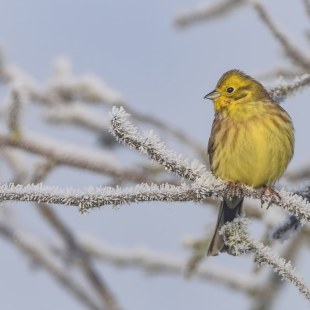 Goldammer | © Kerstin Dietz