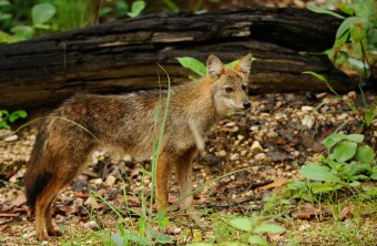 Goldschakal | © Flickr/tontantravel (https://www.flickr.com/photos/tontantravel/)