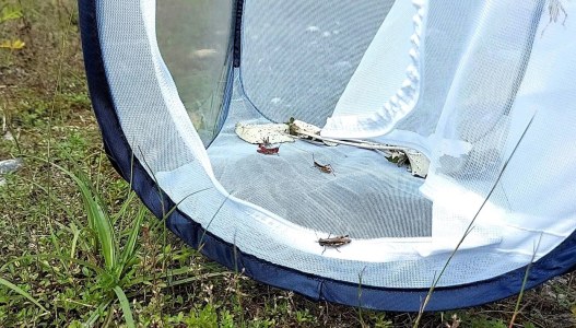 Freilassen von Kiesbank-Grashüpfern | © Fabian Unger