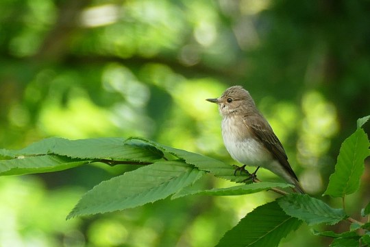 Grauschnäpper sitzt auf ein einem grünen Zweig| © Grauschnäpper