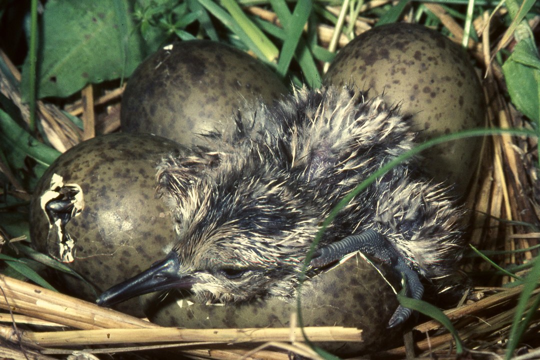 Großer Jungvogel der Brachvögel und Eier | © LBV
