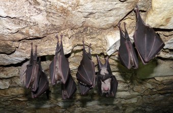 Vier Große Hufeisennasen an der Decke schlafen | © Rudi Leitl