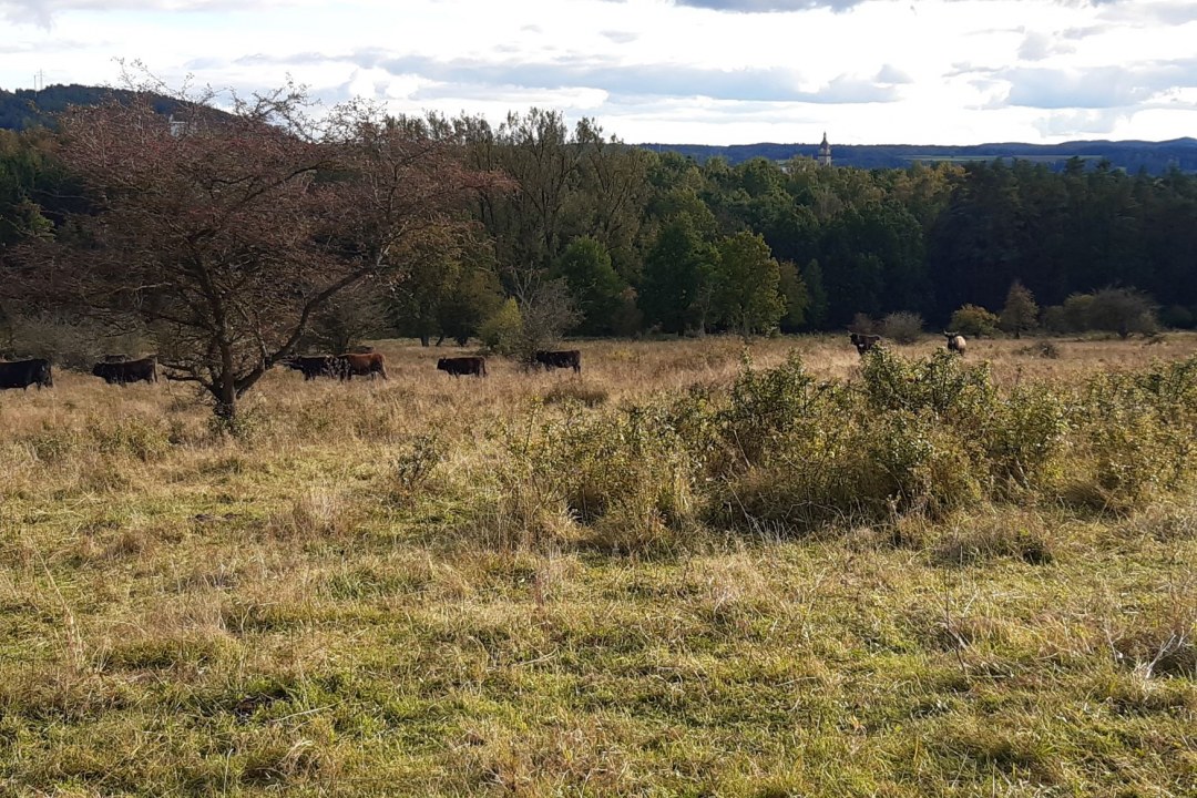 LBV-Schutzgebiet Grubenfelder Leonie | © Nadja Danner