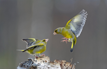 Grünfinken | © Gerhard Kraus