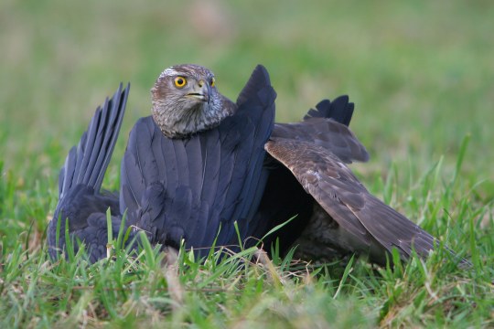 Habicht sitzt am Boden und frisst wohl einen Rabenvogel | © Zdenek Tunka