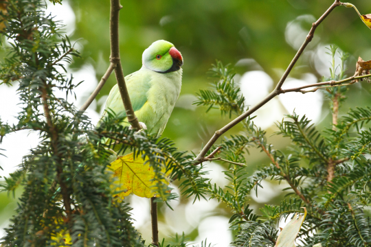 Halsbandsittich in einem Ast | © Rosl Roessner